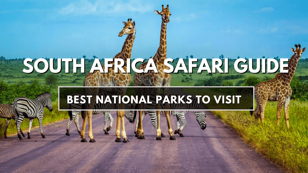 South Africa Safari Guide: Best National Parks to Visit