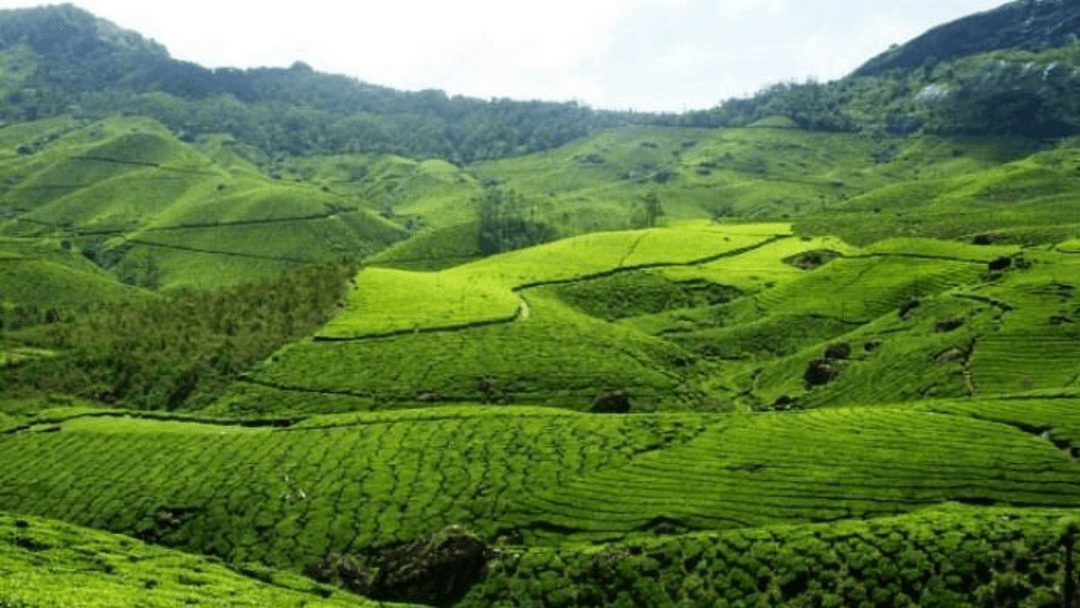 5 Secret Spots in Munnar That Most Tourists Miss