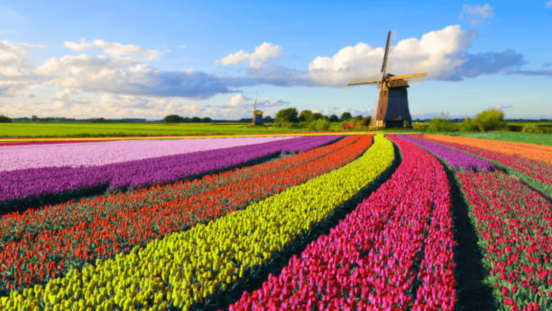 Netherlands: Tulips and Tandems — Exploring the Dutch Countryside with the Family