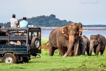Experience the thrill of a wildlife safari in Yala National Park, one of Sri Lanka's premier eco-tourism destinations. Encounter leopards, elephants, and a diverse array of birds in their natural habitat, guided by expert naturalists who provide insightful commentary on the rich biodiversity of the region.