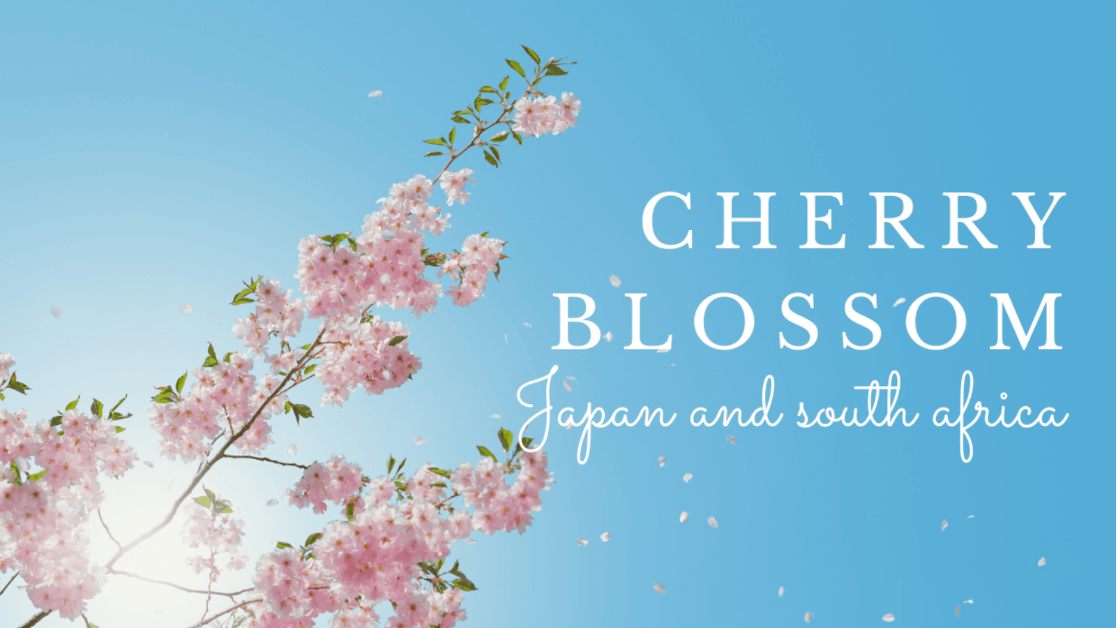 The Ultimate Guide to Cherry Blossom Season: Best Spots in Japan and South Korea.