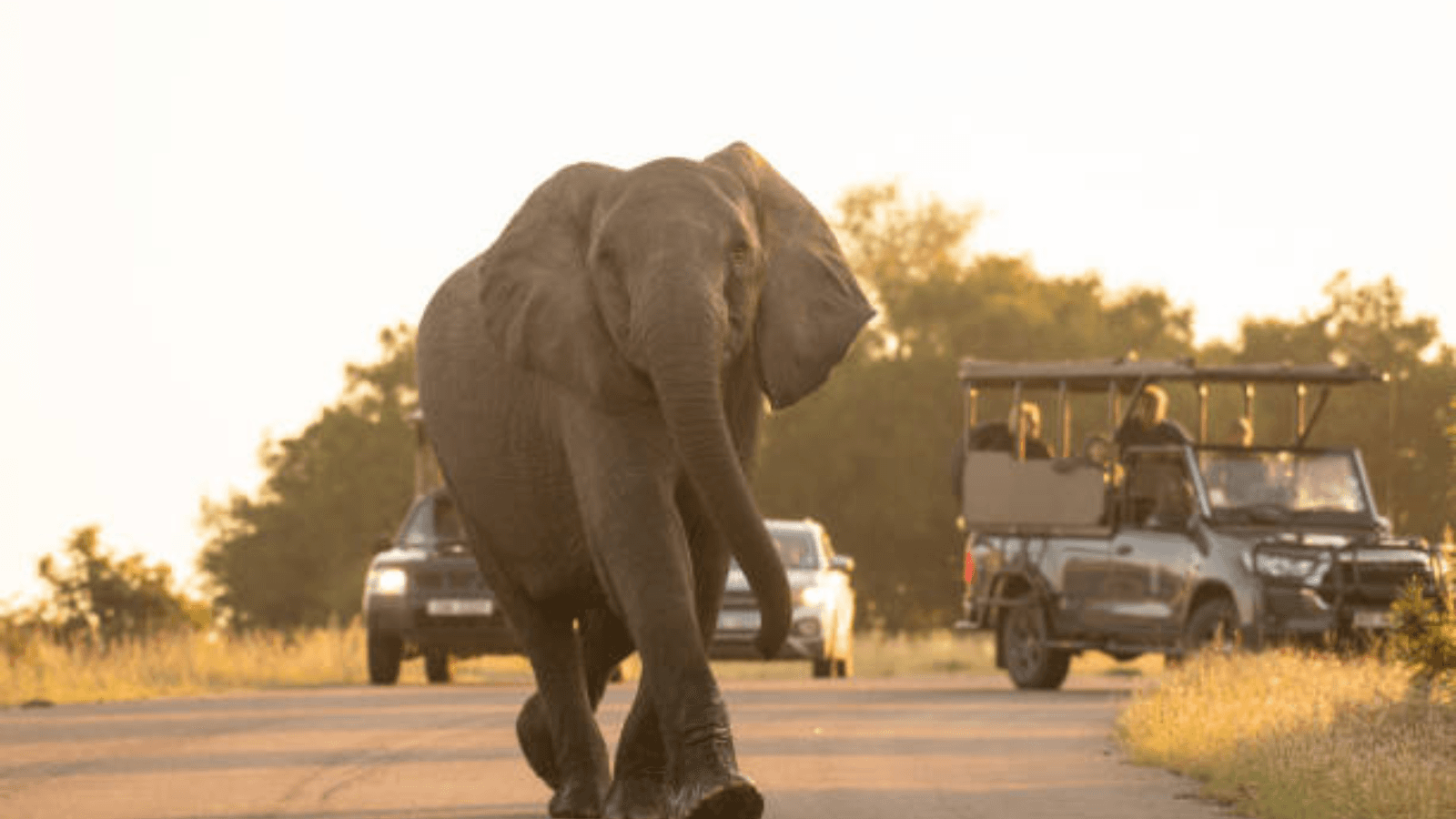 South Africa: Safari : How to Plan Your First Trip to Kruger National Park