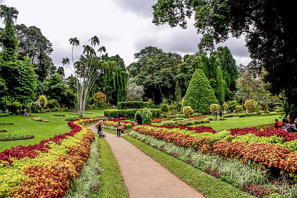 Explore the botanical paradise of Peradeniya Botanical Gardens in Kandy. With its lush landscapes and diverse flora, it's a haven for nature lovers.