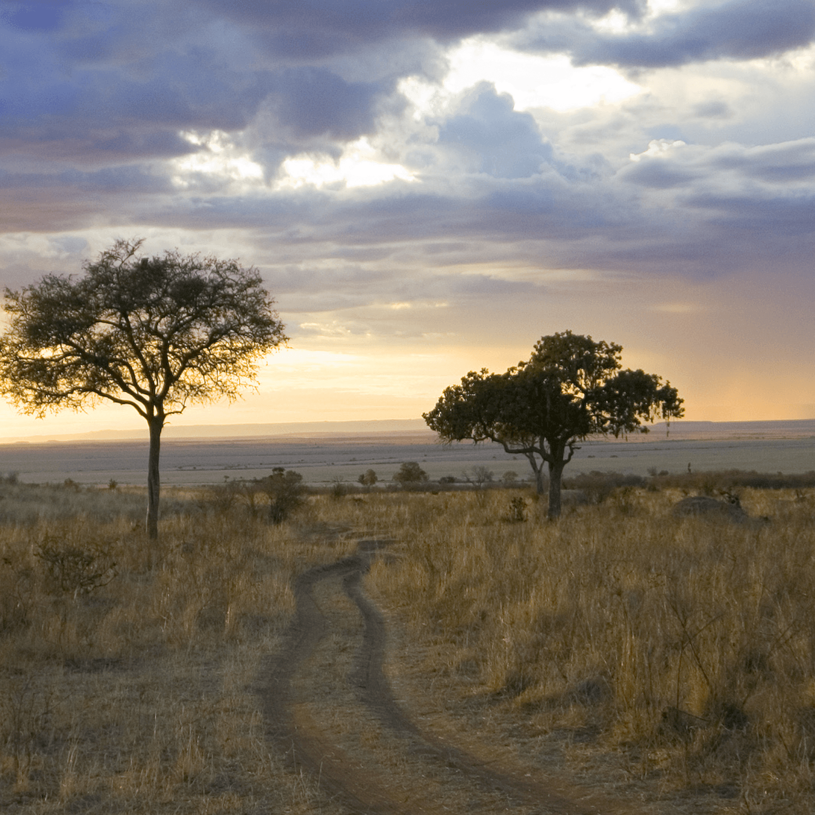 Masai Mara Game Drives: Experience thrilling game drives with a chance to see the Big Five and a diverse array of African wildlife in their natural habitat.