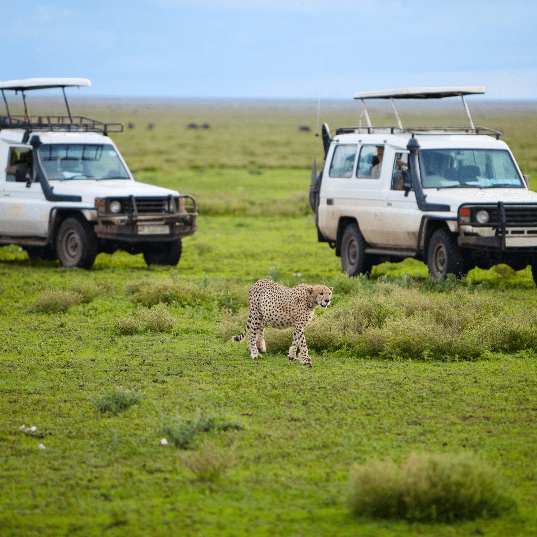 Experience the world-renowned Masai Mara Game Reserve, a haven for wildlife enthusiasts. Here, you can witness the incredible spectacle of the wildebeest migration, often described as 'The Greatest Wildlife Show on Earth', alongside zebras, lions, and a myriad of other wildlife species in their natural habitat.