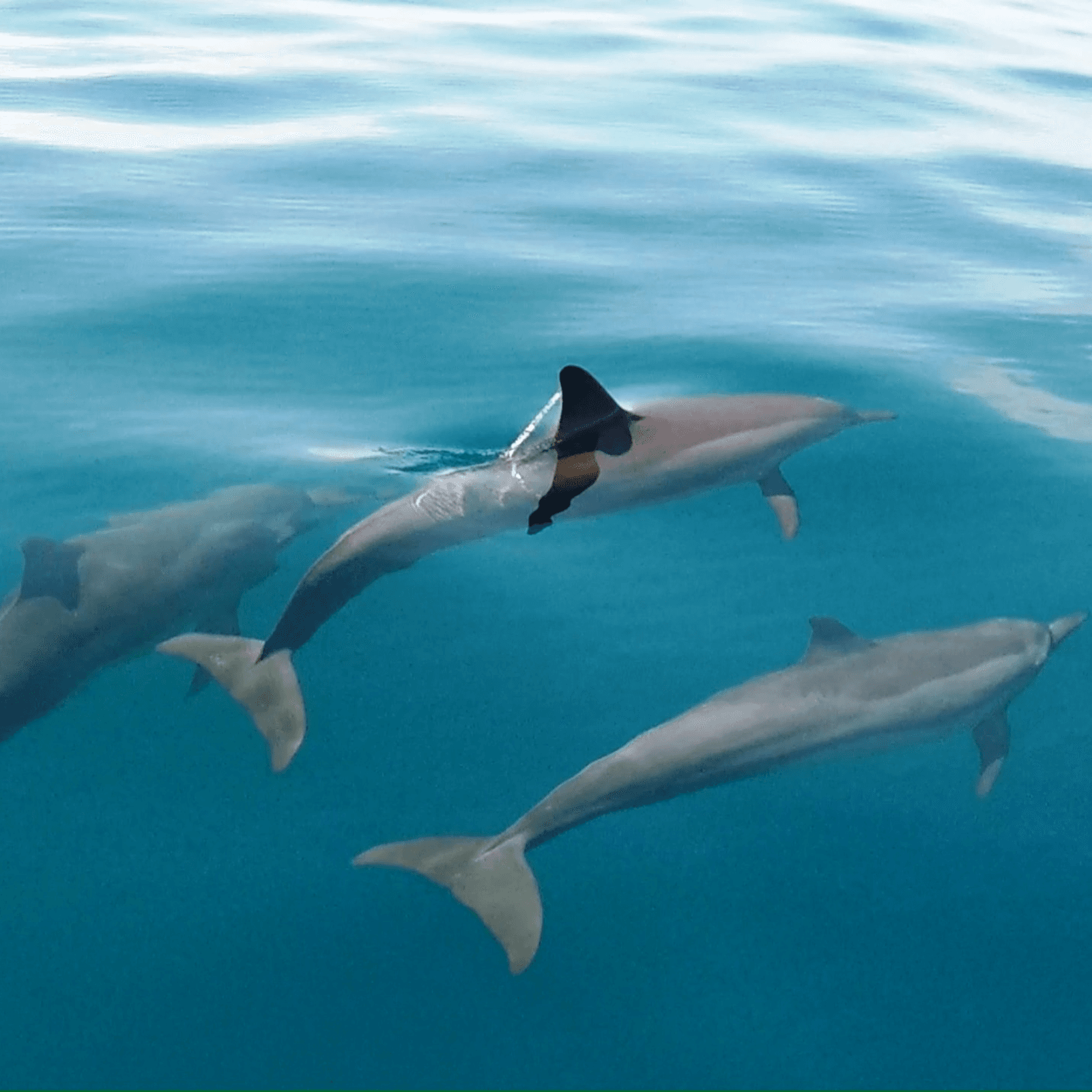 Enjoy a romantic sunset cruise and dolphin-watching tour.