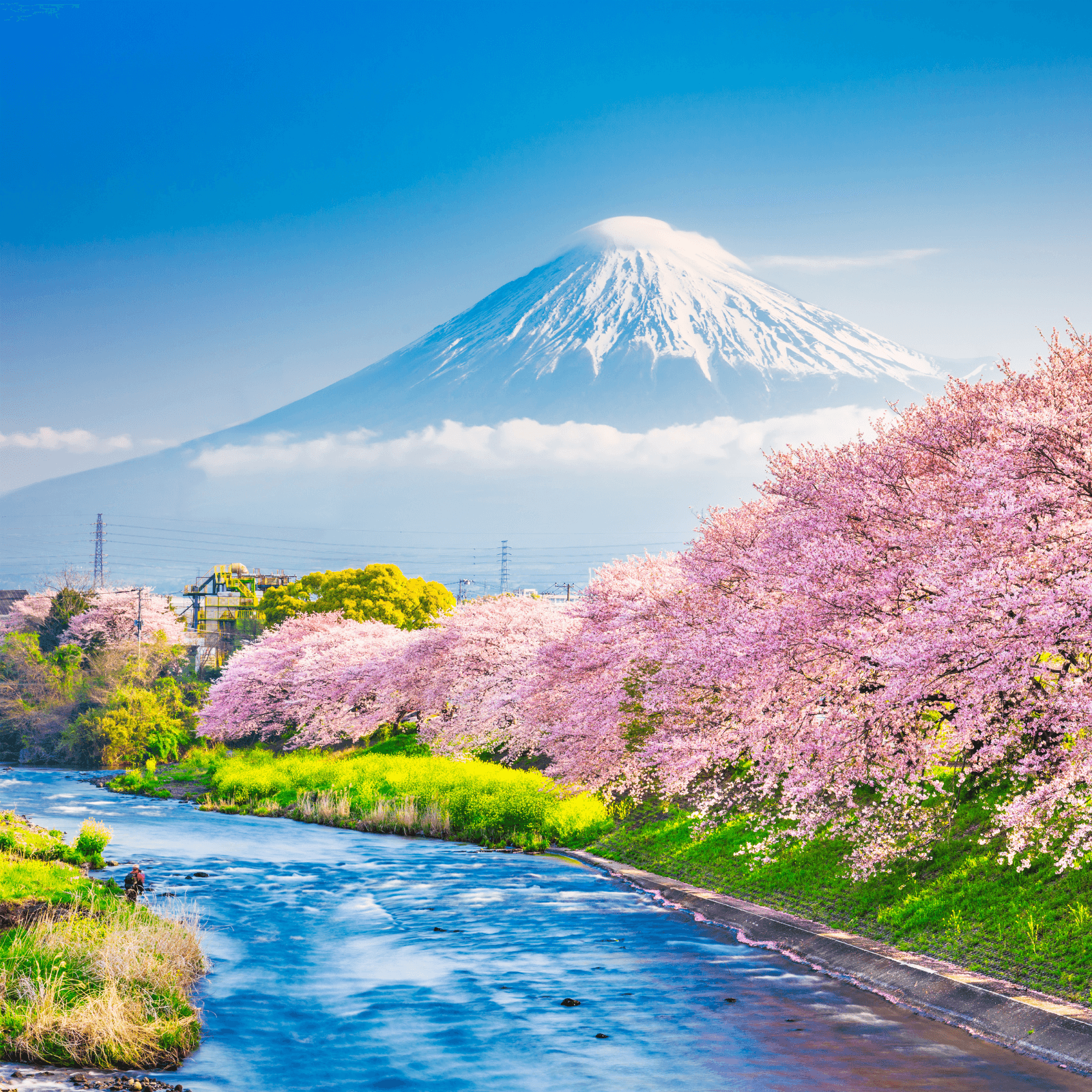 Top Cherry Blossom Spots in Japan You Must See