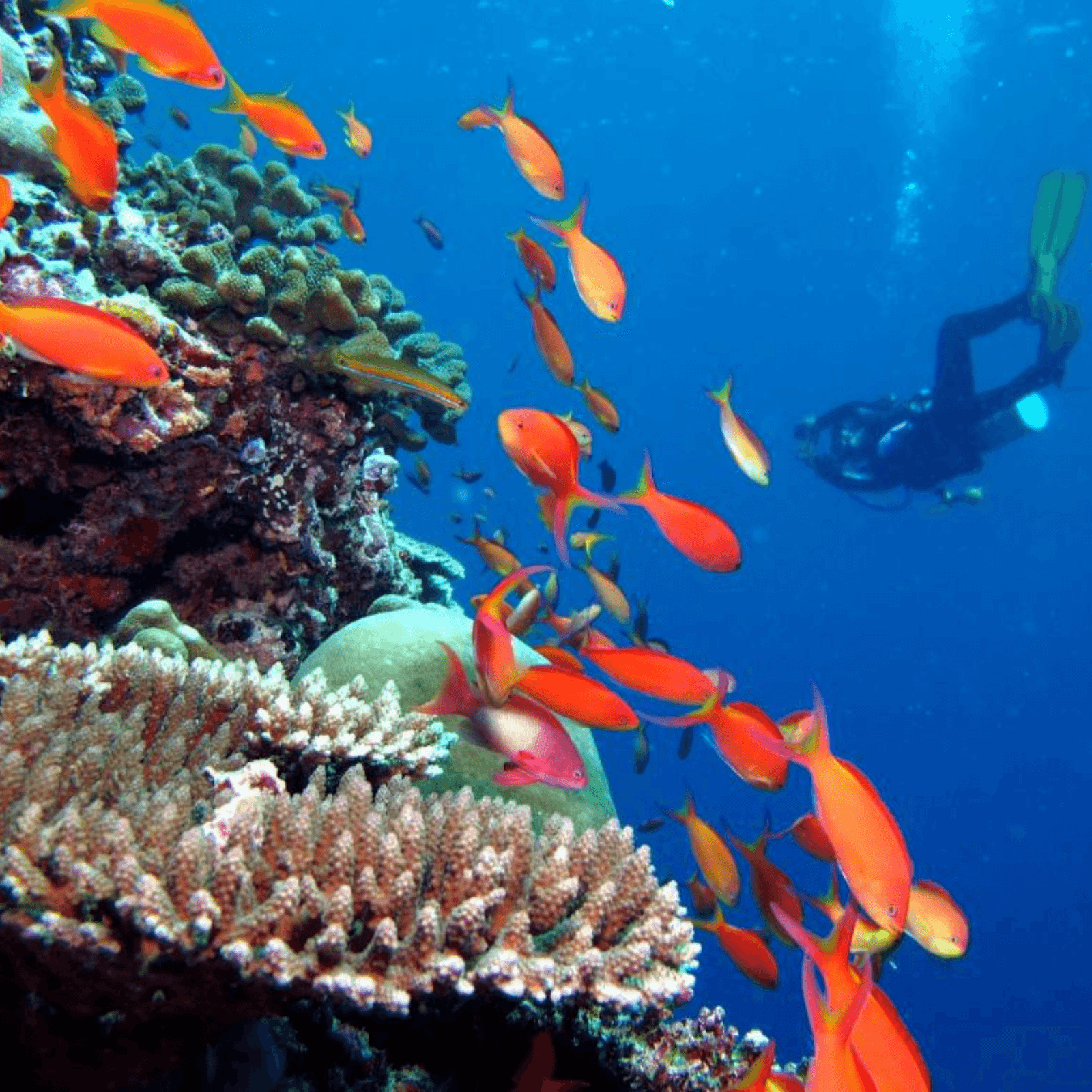 Snorkel among vibrant coral reefs and colorful marine life.