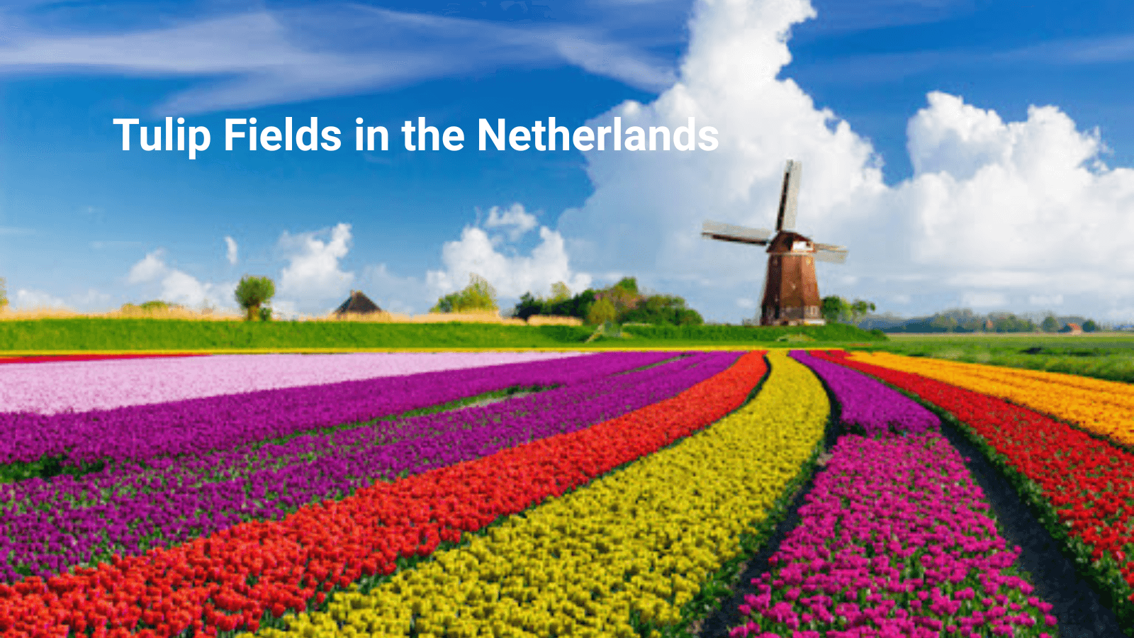 “Best Tulip Fields in the Netherlands and When to Visit Them”