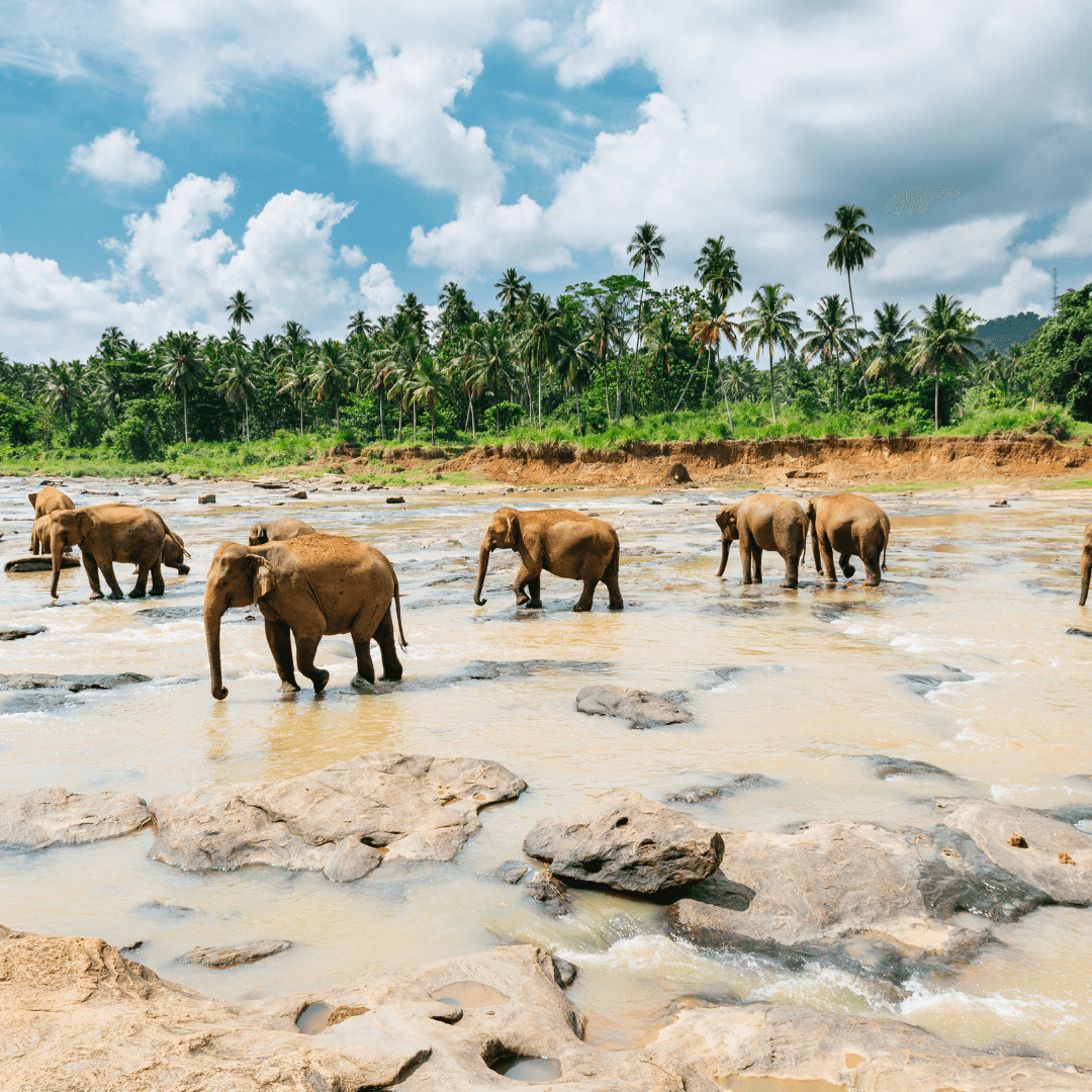 Pinnawala Elephant Orphanage: Witness majestic elephants being cared for in this world-famous sanctuary, offering an unforgettable wildlife experience.